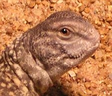 Guban Closeup