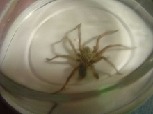 Spider1
