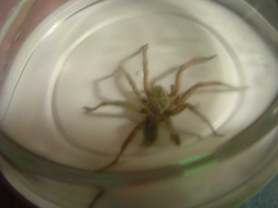 Spider1
