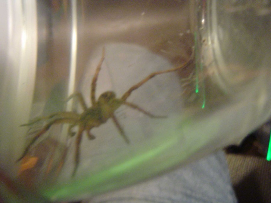 spidey2