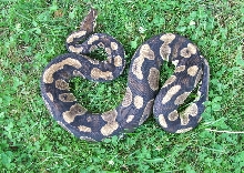 Poss new morph