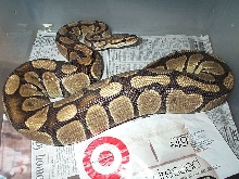 ovulating female
