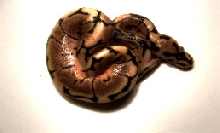 Spider photo 1