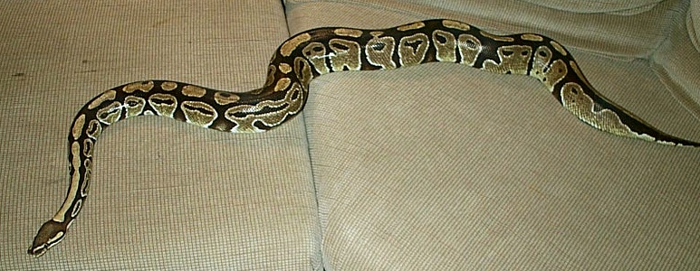 big girl