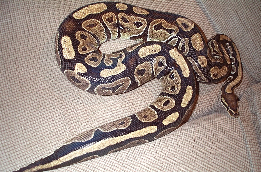 Big Girl 2