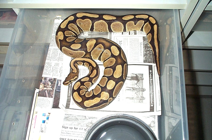 nice colored female