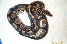 female from last year