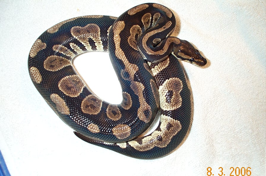 female from last year