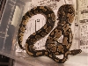 weird patterned male