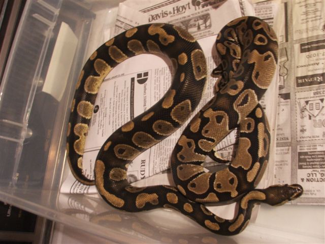 weird patterned male