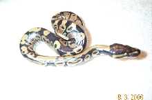 poss new morph baby 2