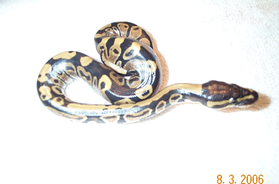 poss new morph baby 2