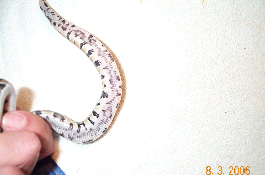 belly shot of baby