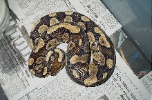 unusual pattern male