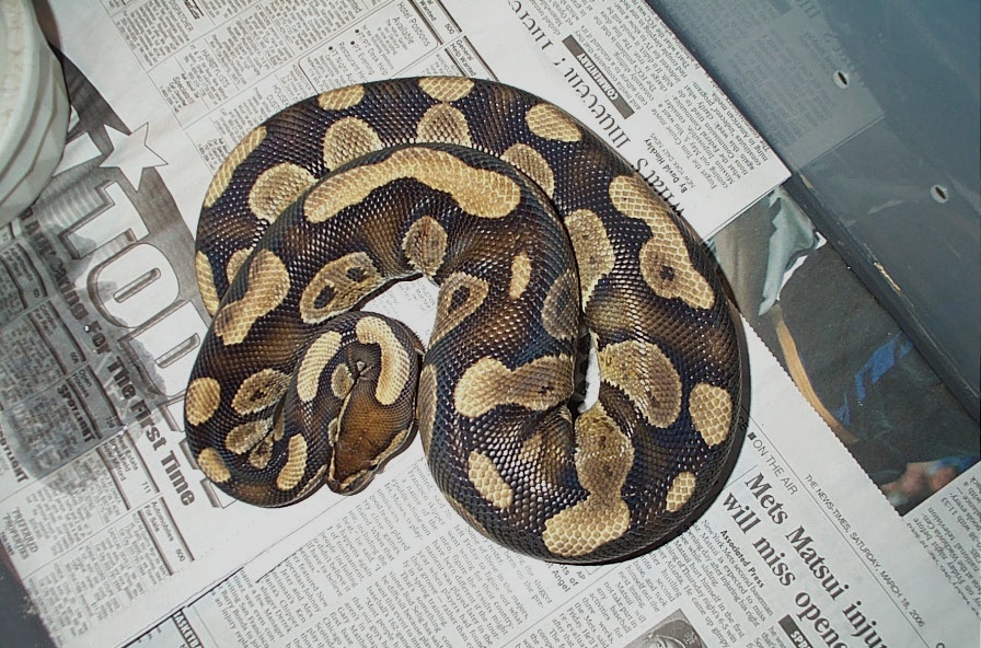 unusual pattern male