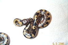 poss new morph baby