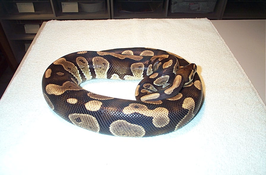 wierd patterned male
