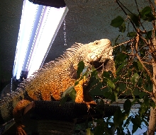 Oscar