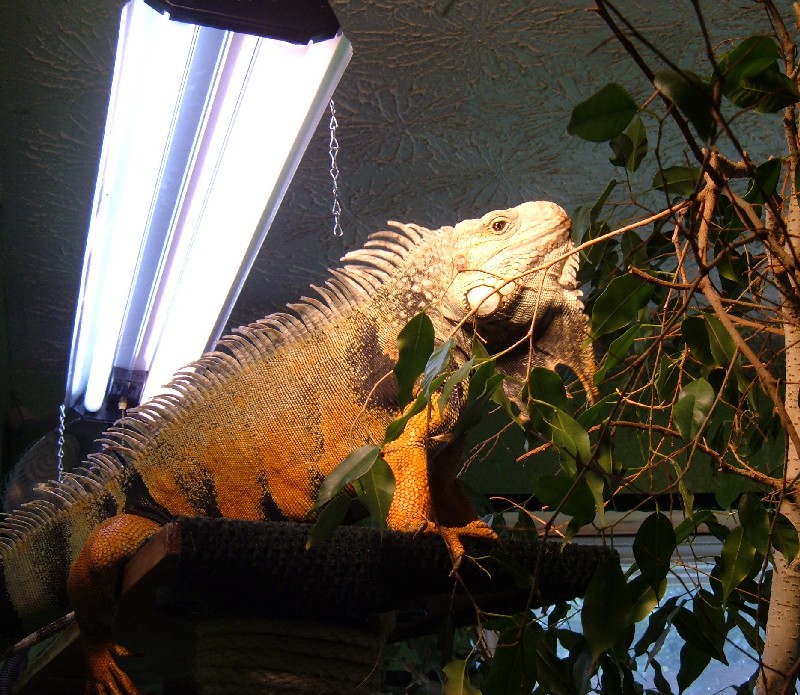 Oscar