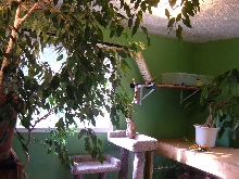 Reptile room
