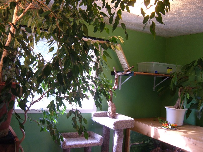 Reptile room