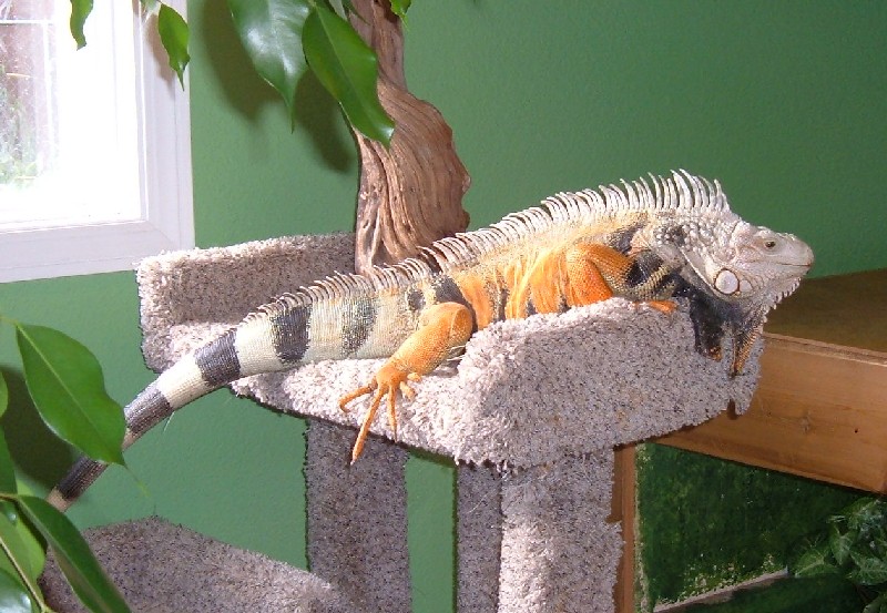 Oscar in the sun