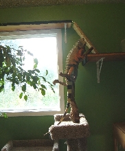 Oscar Climbing