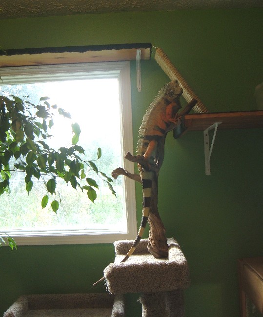 Oscar Climbing