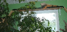 Above the window