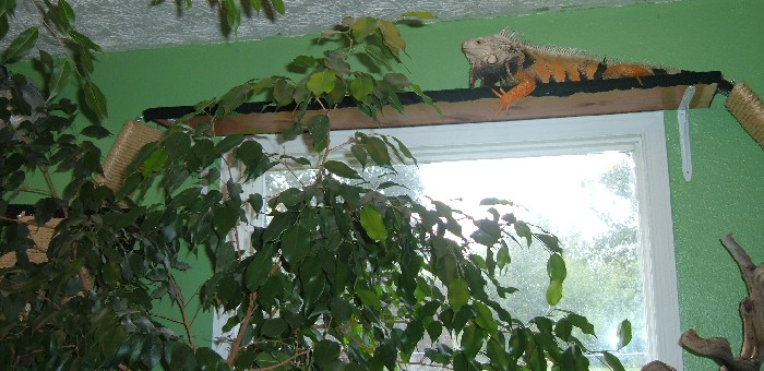Above the window