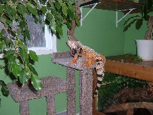 Again on the cat condo
