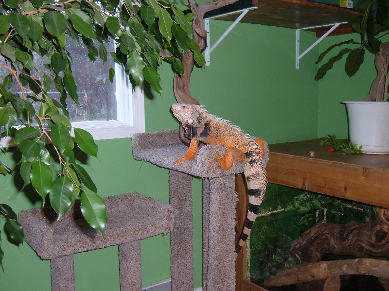 Again on the cat condo