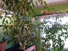 Basking shelves and ficus trees