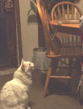 Cat vs Rosy