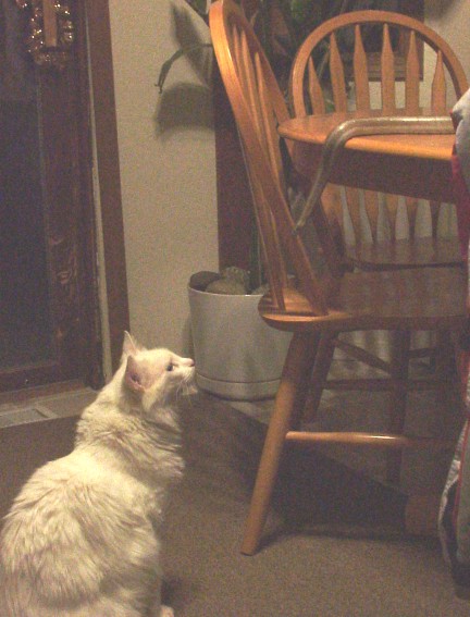 Cat vs Rosy
