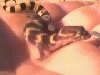 Texas Banded gecko from Webb county,Texas