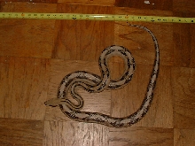 Bogerthophis subocularis