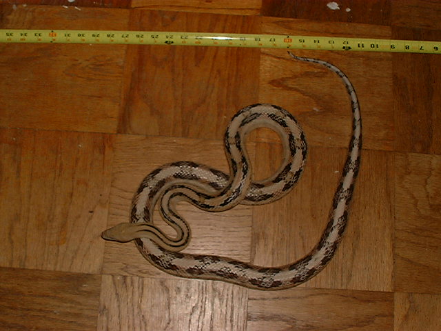 Bogerthophis subocularis