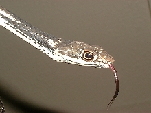 anther head shot of Central Texas whipsnake