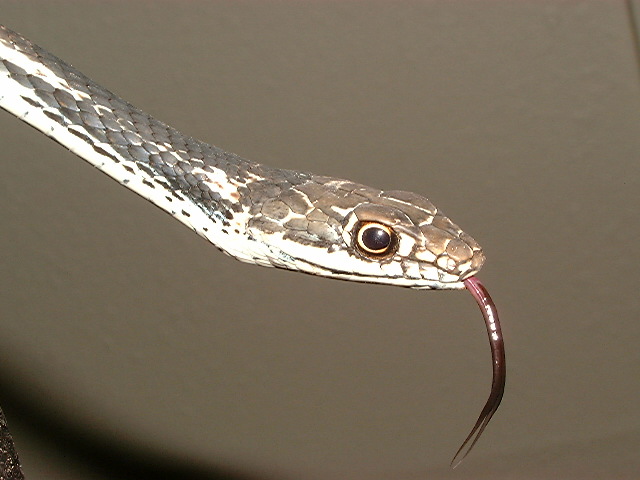 anther head shot of Central Texas whipsnake