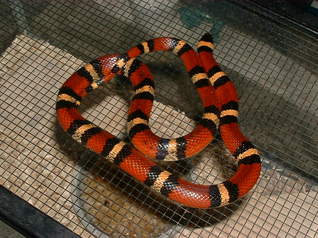 Lampropeltus triangulum annulata