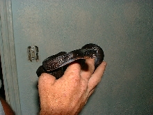 Lampropeltus getula nigritas