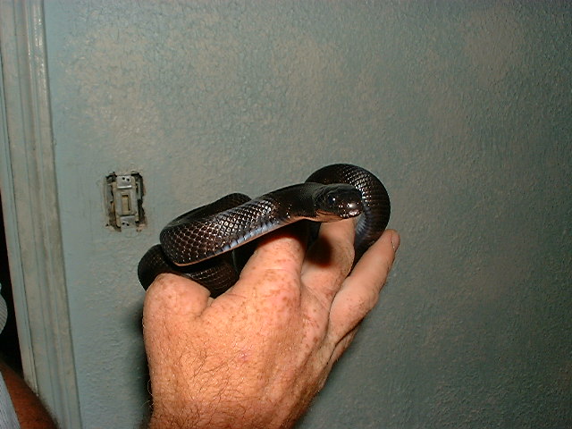 Lampropeltus getula nigritas