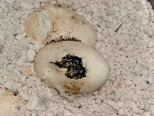 wild collected splendida/holbrooki eggs hatching