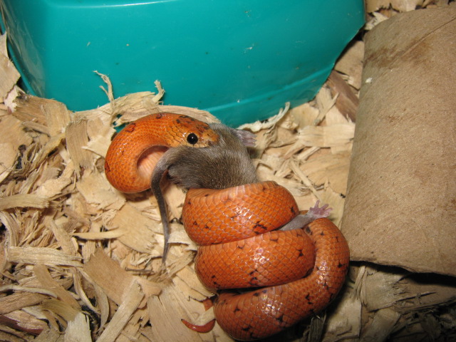 Hera, Walt and Mildred thayeri