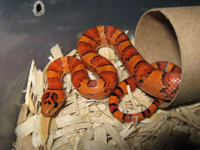 Athena, Walt and Mildred thayeri