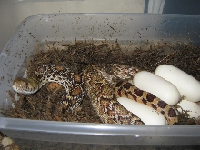 Sonoran gopher snake and eggs