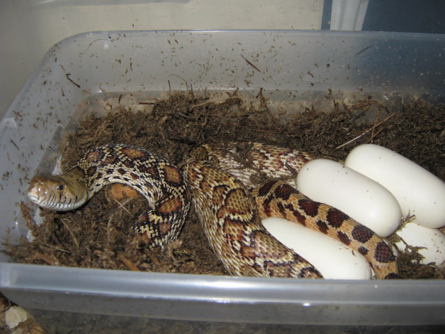 Sonoran gopher snake and eggs