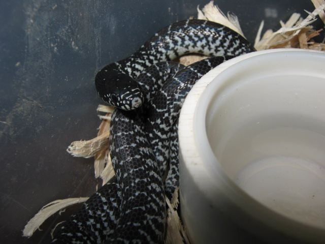'09 Hebbronville splendida hatching II