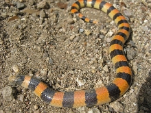 Banded sand snake
